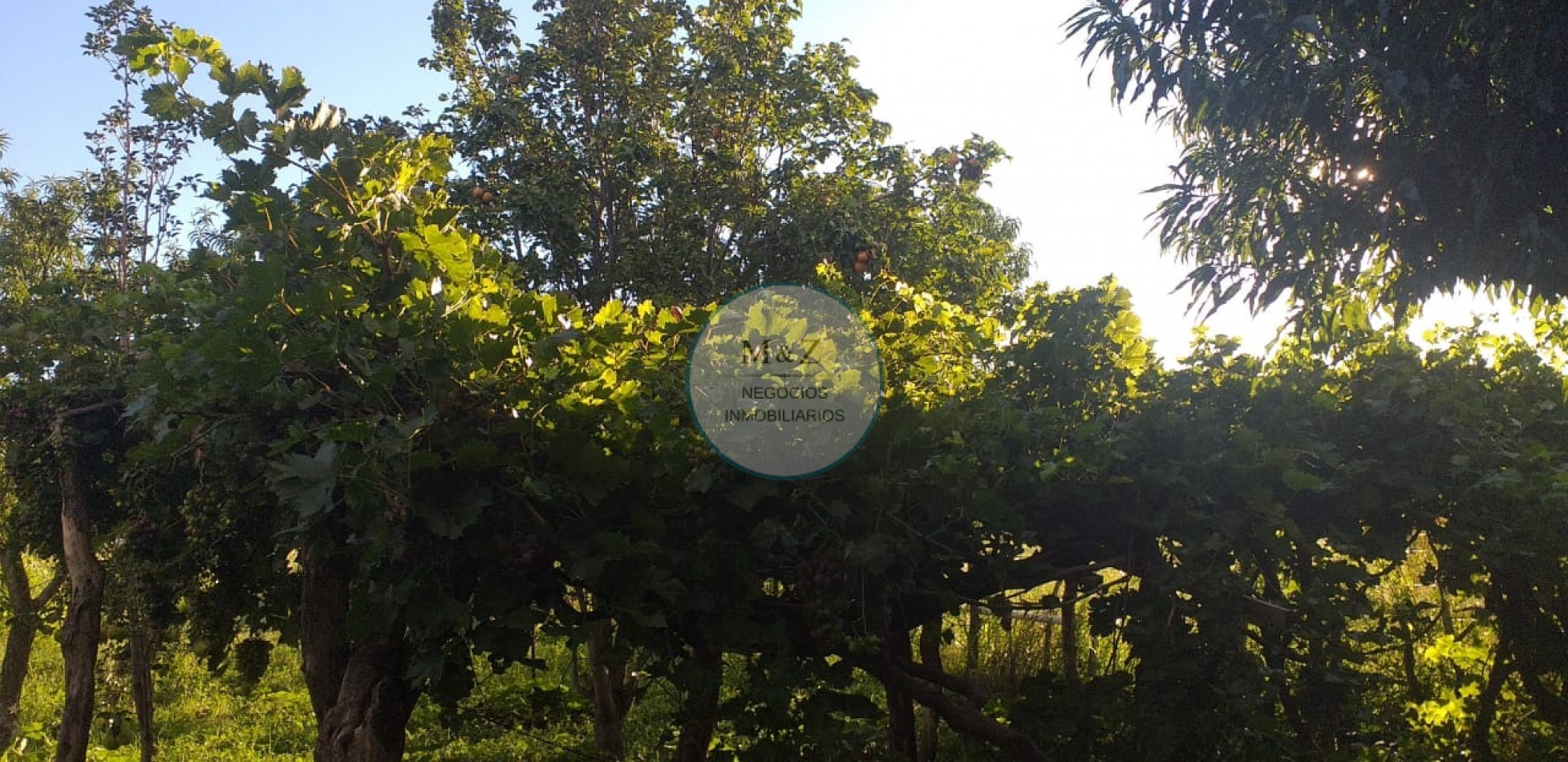 VENDE CAMPO EN PAPAGALLOS