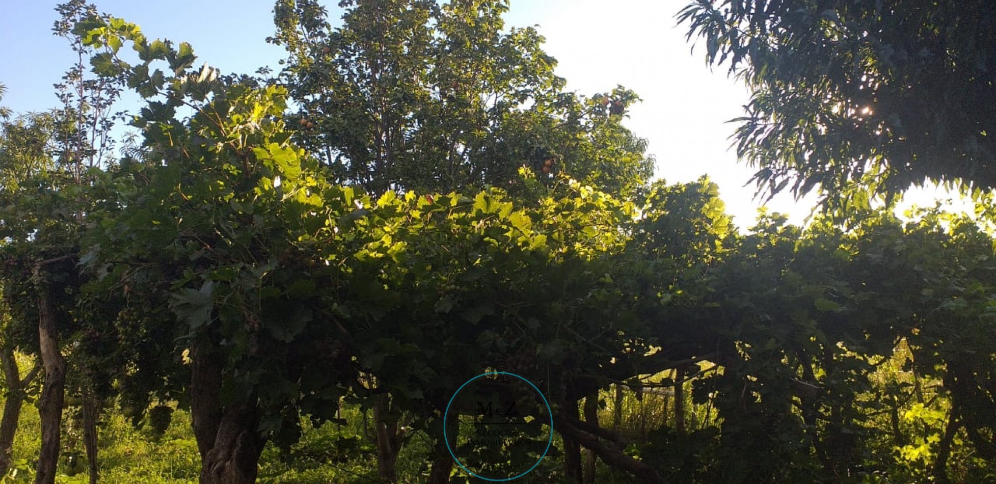 VENDE CAMPO CON CASA EN PAPAGALLOS